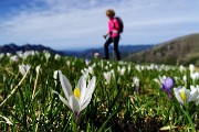 16 Crocus primaverili (Crocus albiflorus) 